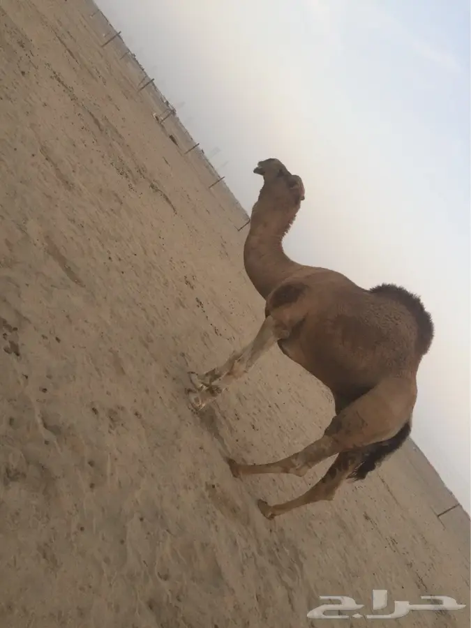 بعير اشعل مزيون للبيع (image 2)