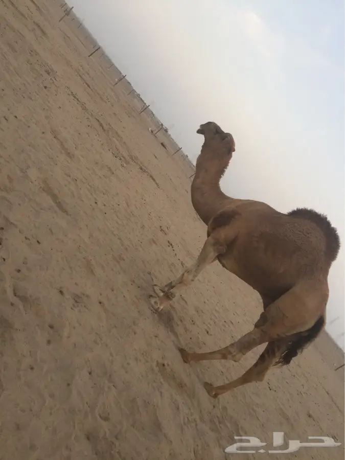 بعير اشعل مزيون للبيع (image 3)