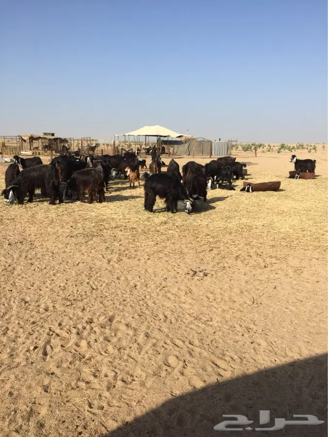 معزا عوارض صنف مولده (image 5)