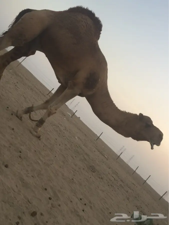 بعير اشعل مزيون للبيع (image 6)
