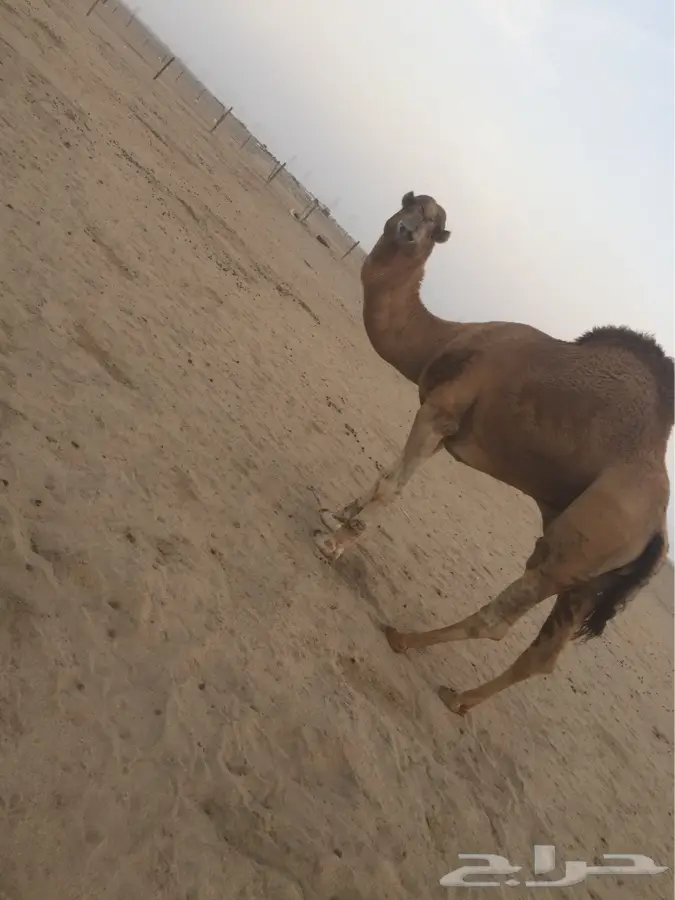 بعير اشعل مزيون للبيع (image 1)