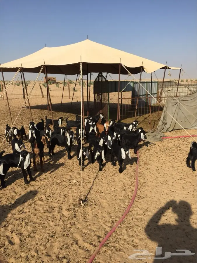 معزا عوارض صنف مولده (image 7)