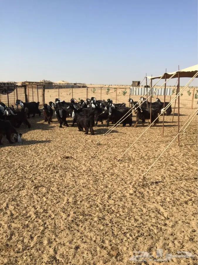 معزا عوارض صنف مولده (image 2)