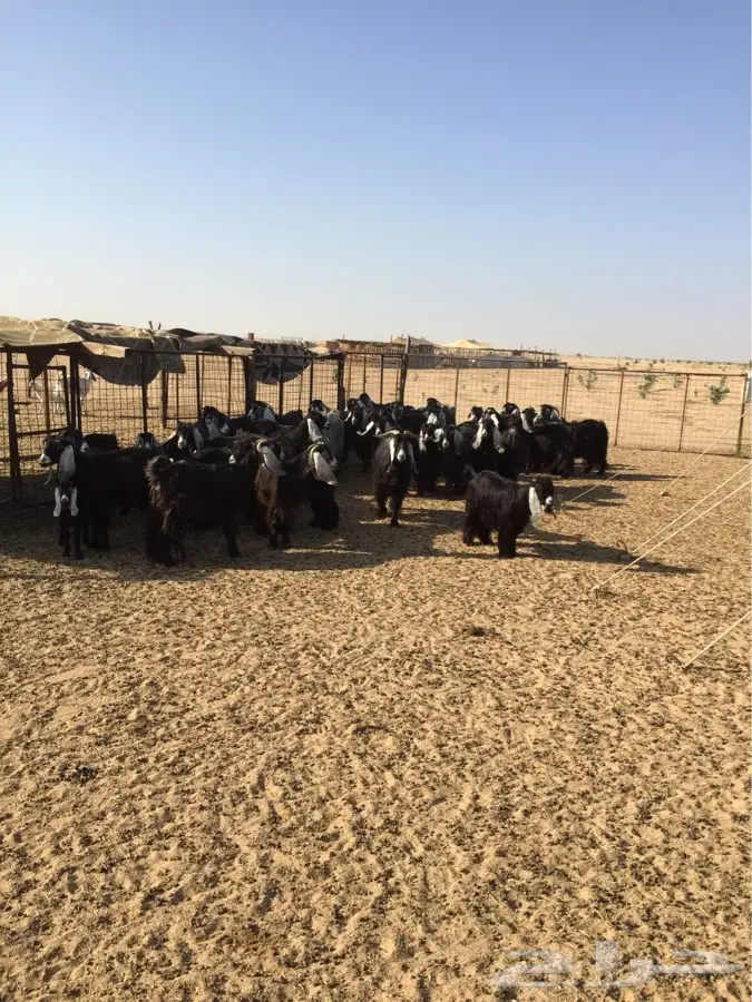 معزا عوارض صنف مولده (image 9)