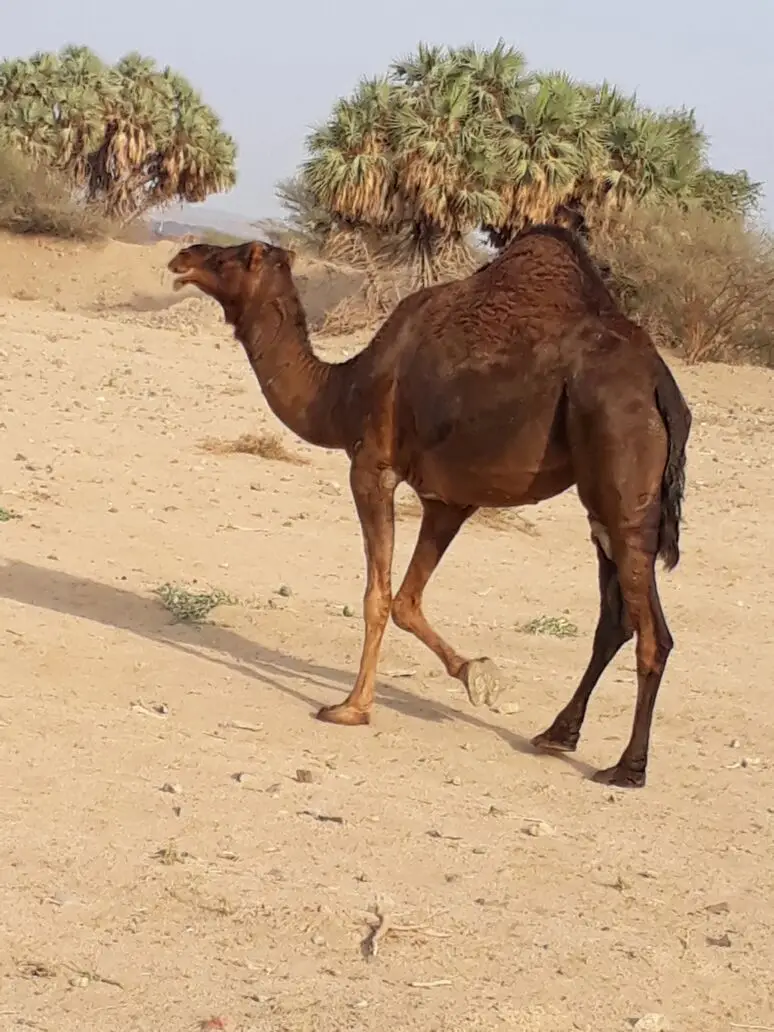 ناقه للبيع ساحليه (image 1)