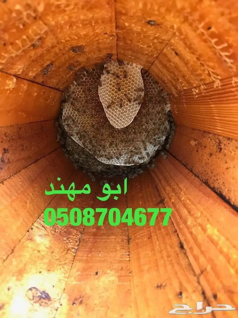 عسل سدر سمر مجرى خلطة المتزوجين بأسعار مناسبة (image 9)