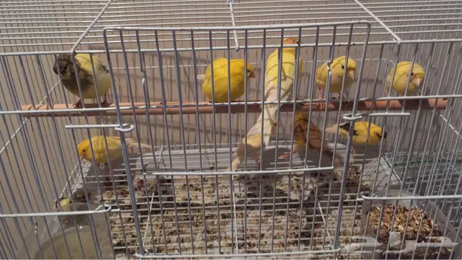 13 حبه مشكل (image 1)