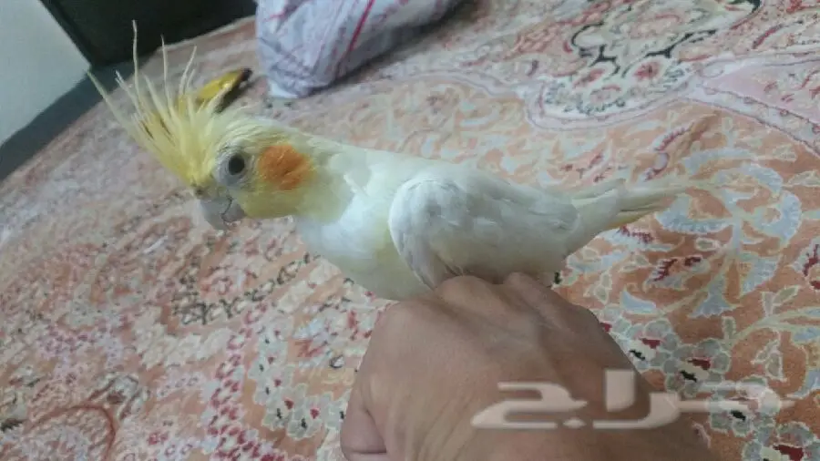 طائر كوكتيل او كروان لبيع 140 الشرقية (image 3)