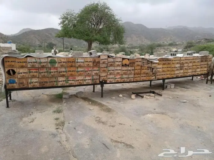 روعة العود اللاوسي.السوبر من الغابات الطبيعيه 1