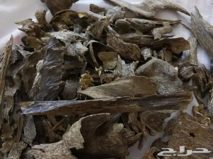 روعة العود اللاوسي.السوبر من الغابات الطبيعيه 3