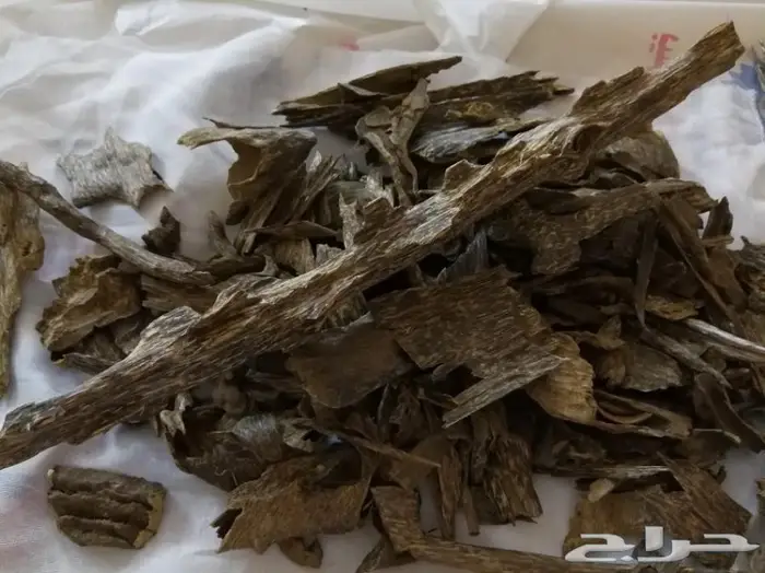 روعة العود اللاوسي.السوبر من الغابات الطبيعيه 4