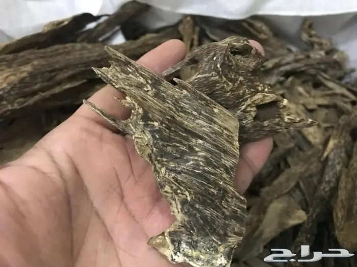 روعة العود اللاوسي.السوبر من الغابات الطبيعيه 5