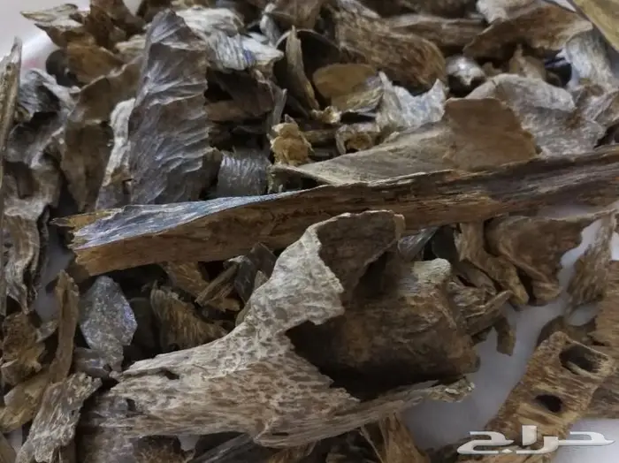 روعة العود اللاوسي.السوبر من الغابات الطبيعيه 7