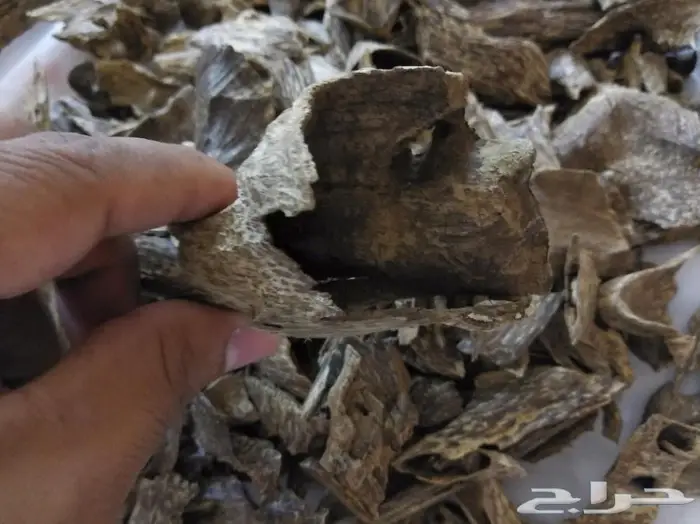 روعة العود اللاوسي.السوبر من الغابات الطبيعيه 9