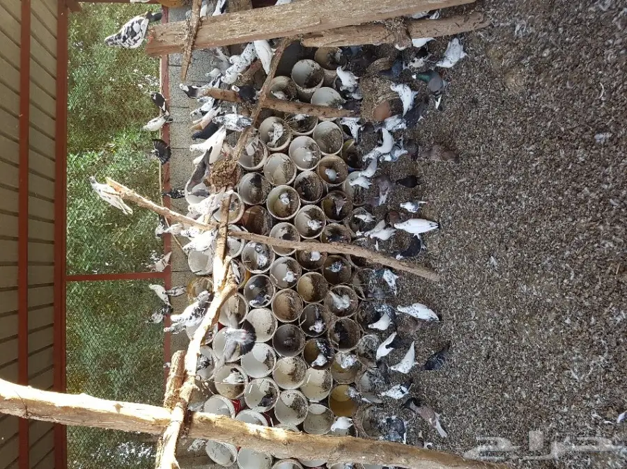 حمام مشاكيل للبيع (image 4)