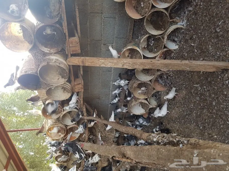 حمام مشاكيل للبيع (image 5)