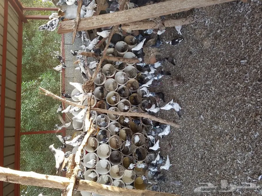 حمام مشاكيل للبيع (image 6)