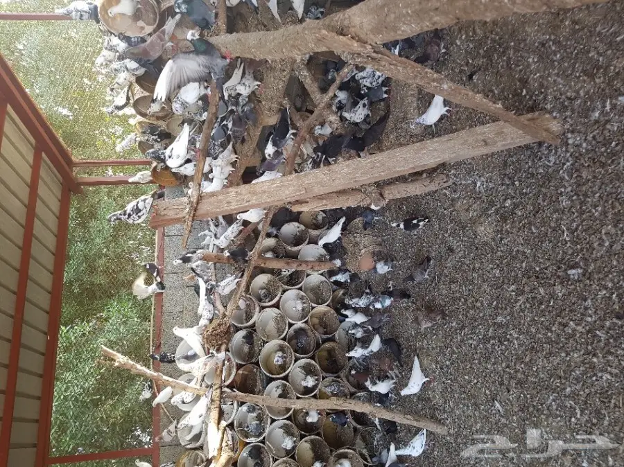 حمام مشاكيل للبيع (image 7)