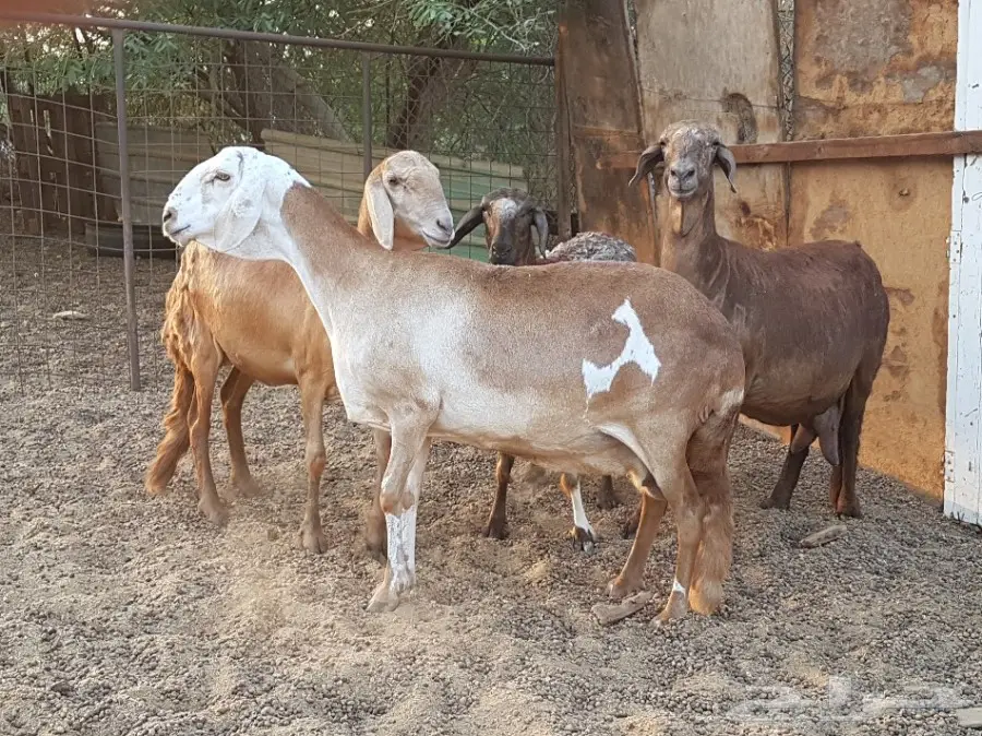4 نعاج سواكن صنف فواخر (image 1)