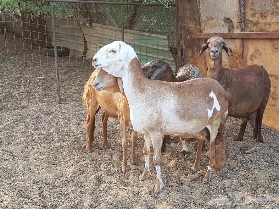 4 نعاج سواكن صنف فواخر (image 2)