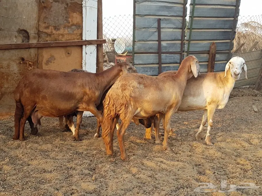 4 نعاج سواكن صنف فواخر (image 3)