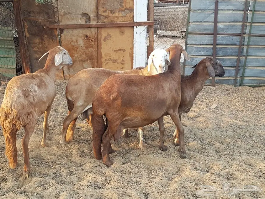 4 نعاج سواكن صنف فواخر (image 4)