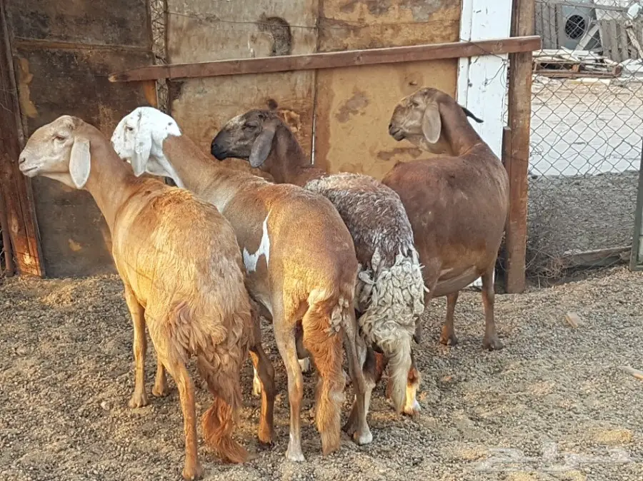 4 نعاج سواكن صنف فواخر (image 6)