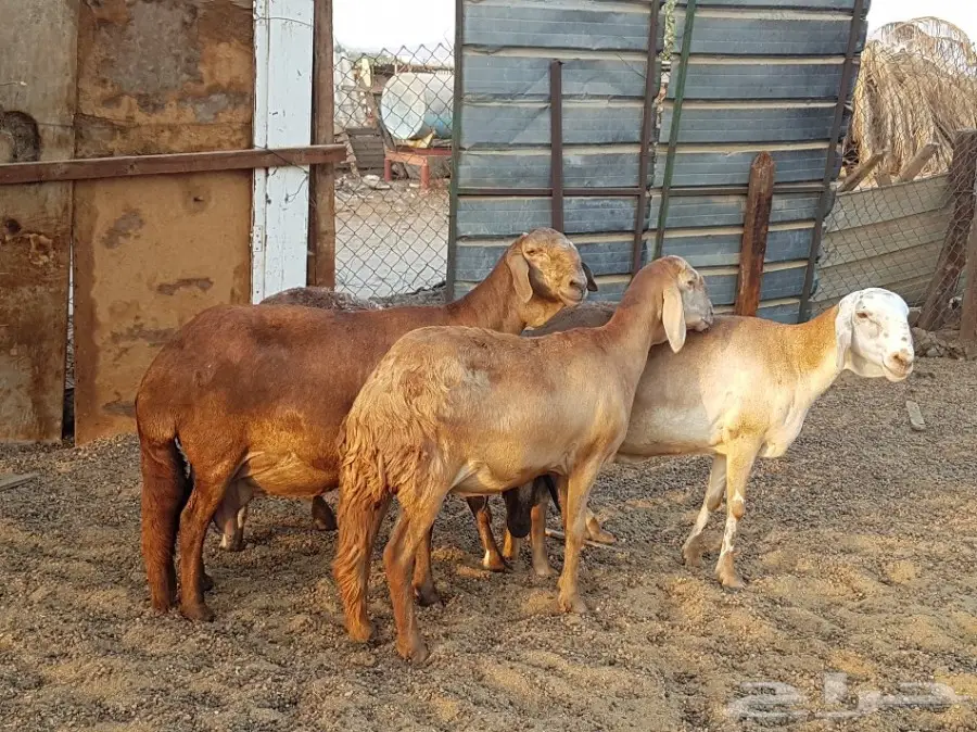 4 نعاج سواكن صنف فواخر (image 7)