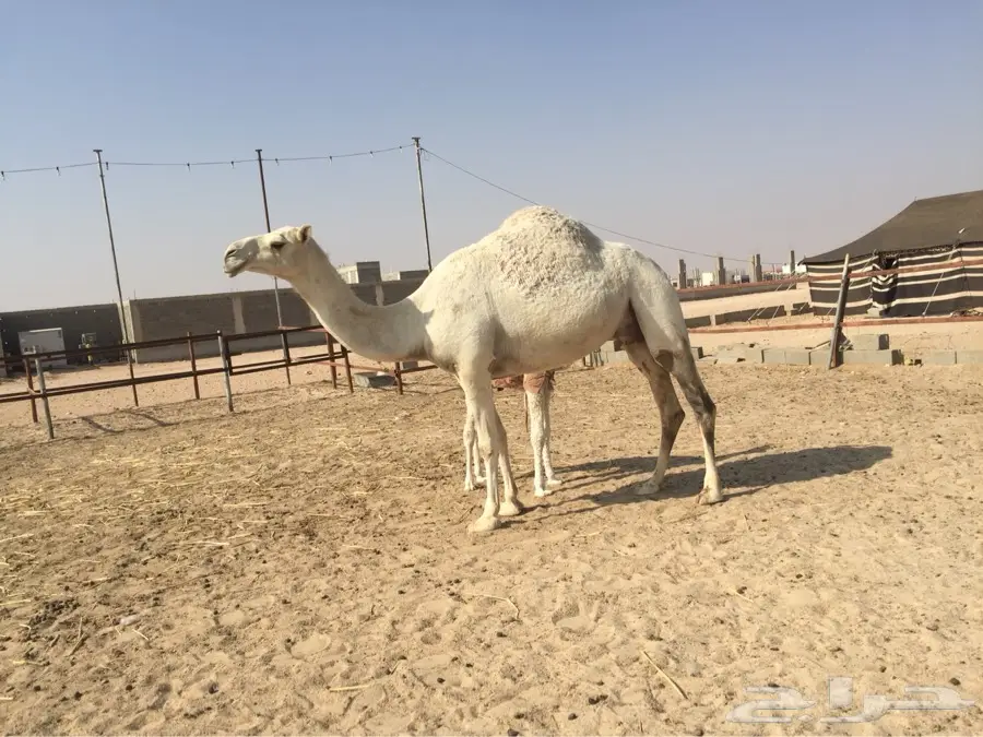 خلفه بكر (image 1)