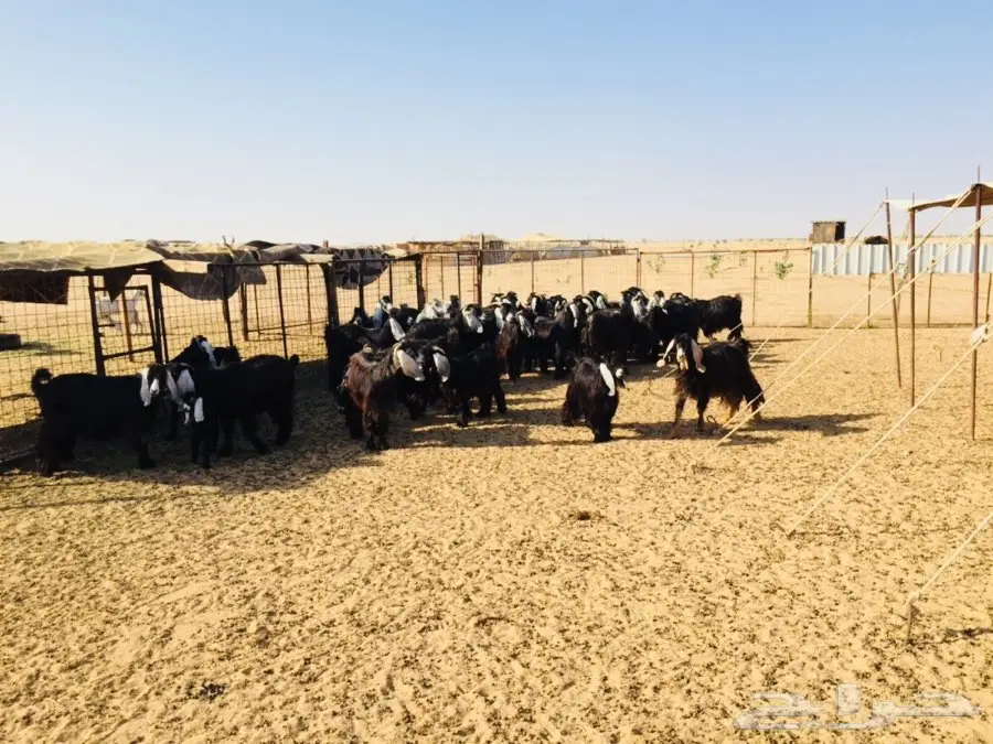 معزا عوارض صنف مولده (image 1)
