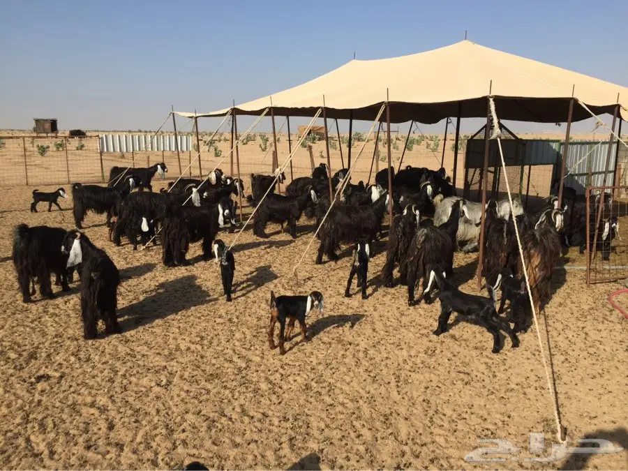 معزا عوارض صنف مولده (image 3)