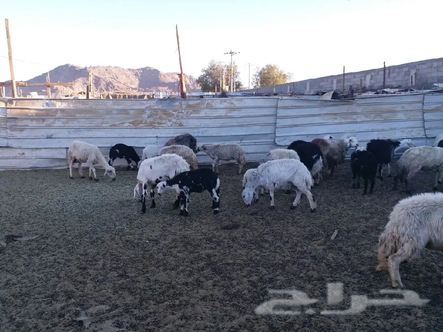 ضان حوالي 84 راس ومتابيع 25 كاش (image 4)