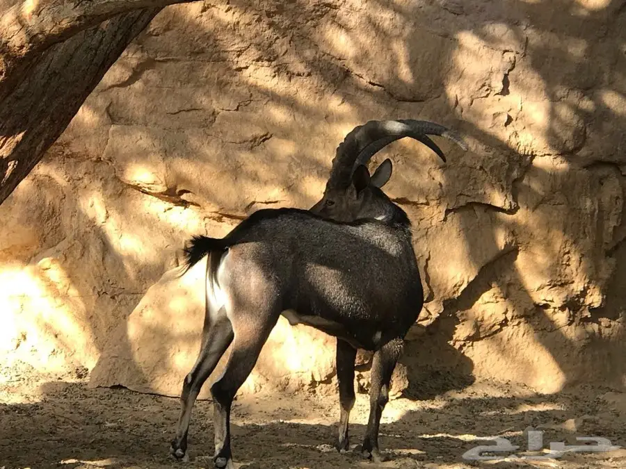 بدون وعول صيد حر للبيع (image 2)