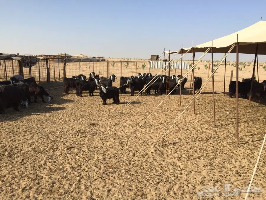 معزا عوارض صنف مولده (image 6)