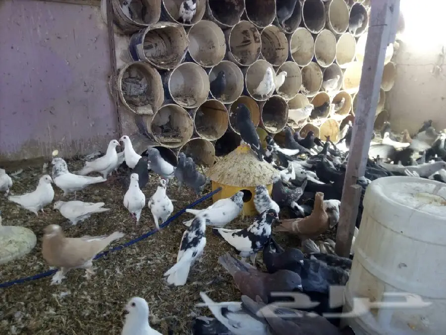 عشه حمام انواع مختلفة
(image 7)