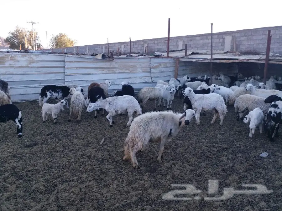 ضان حوالي 84 راس ومتابيع 25 كاش (image 5)