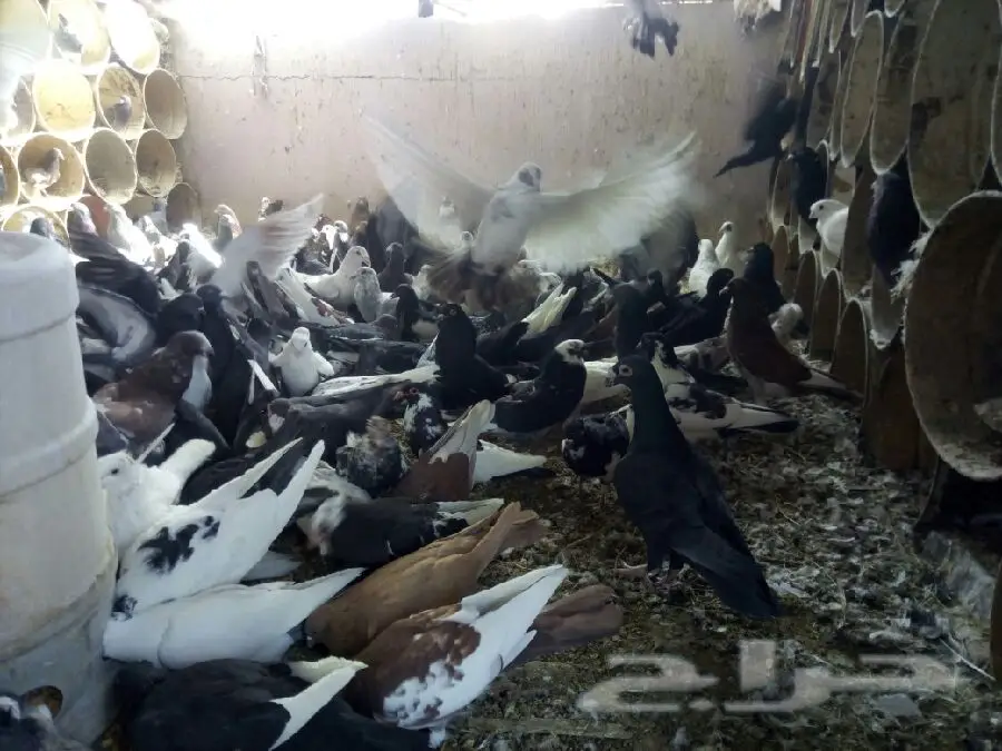 عشه حمام انواع مختلفة
(image 4)