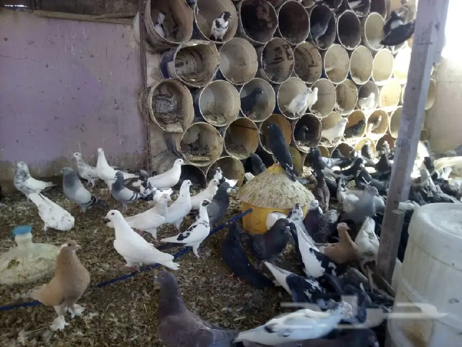 عشه حمام انواع مختلفة
(image 6)