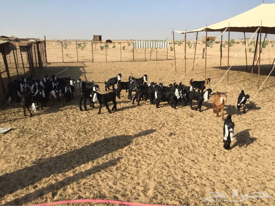 معزا عوارض صنف مولده (image 8)