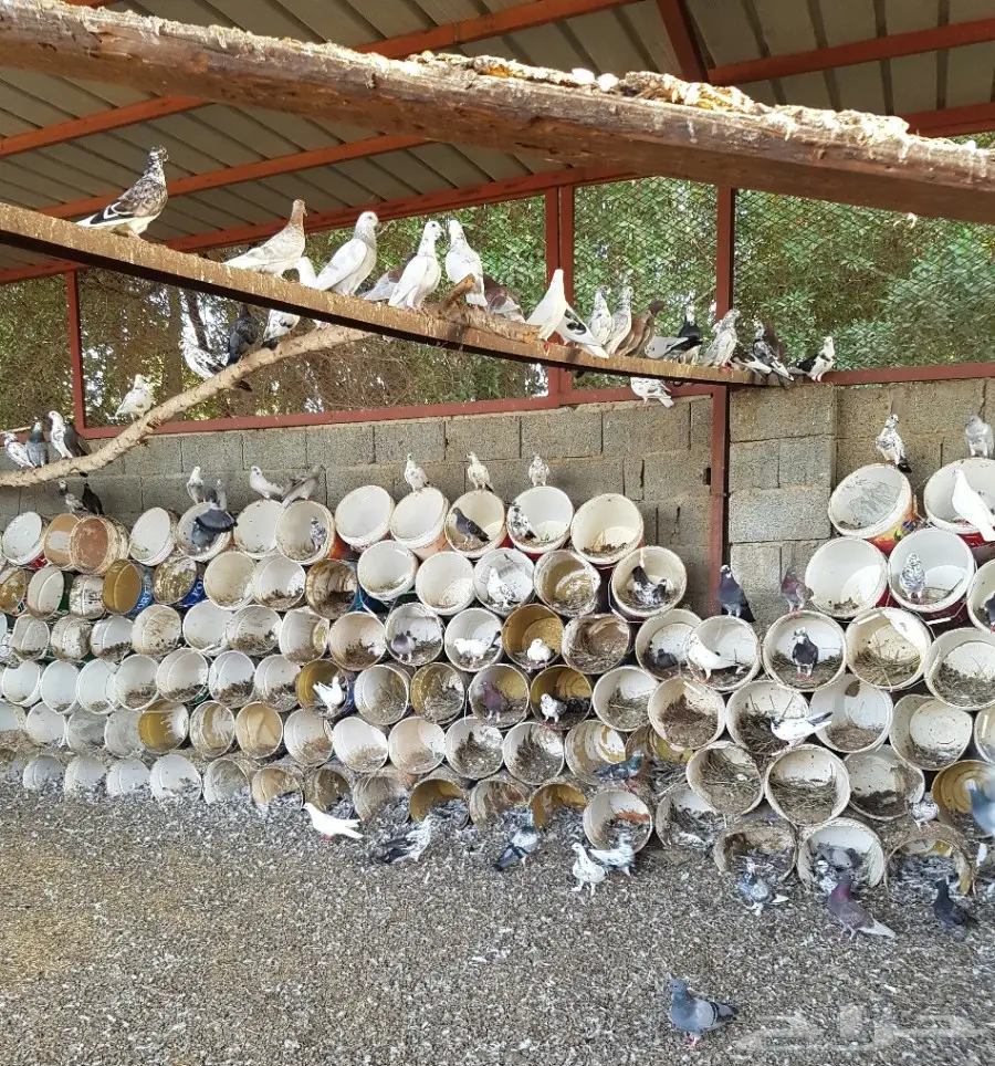 حمام مشاكيل للبيع (image 1)