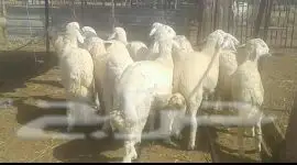 طليان للبيع (image 1)