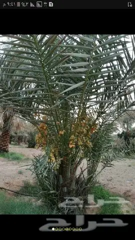 نخيل للبيع بجميع أنواعها ومقاساته اخواني (image 2)