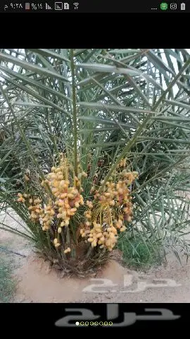 نخيل للبيع بجميع أنواعها ومقاساته اخواني (image 3)