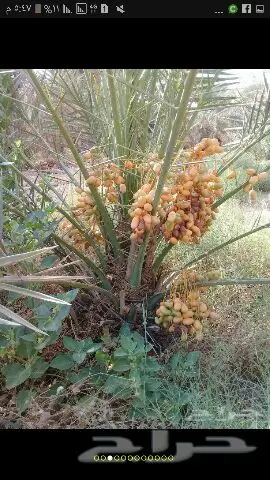 نخيل للبيع بجميع أنواعها ومقاساته اخواني (image 5)