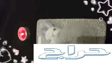 كفرات ايفون 6بلس و7 و7بلس  (image 4)