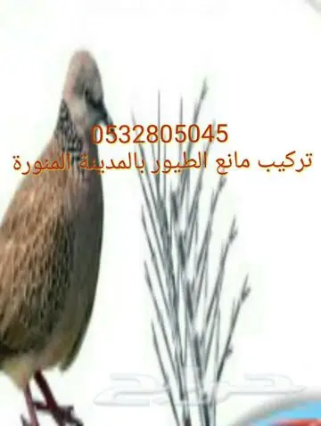 تركيب طارد الحمام بالمدينة المنورة ت053280504 (image 1)