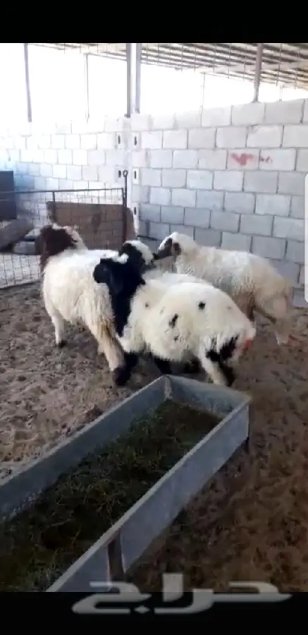 ذبايح نعيم (image 2)