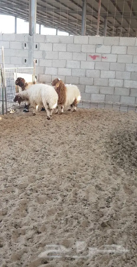 ذبايح نعيم (image 1)