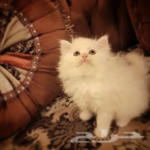 للبيع أجمل الكيتن البيرشن البيور بأسعار مخفض (image 1)