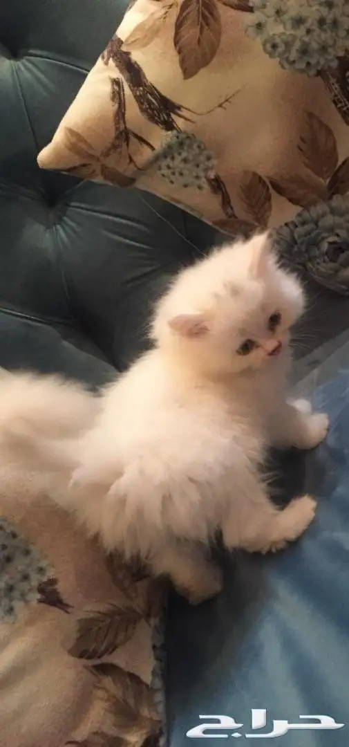 تزاوج قطط (تلقيح قطط)  (image 5)